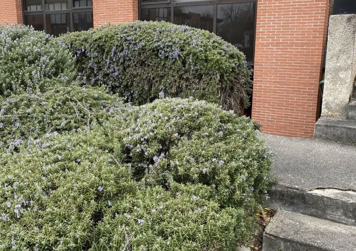 location Bureau Labege