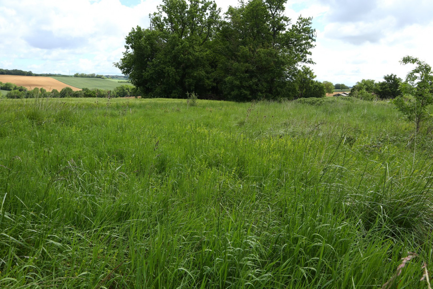A vendre Samatan 320071497 L'occitane immobilier - Photo 3