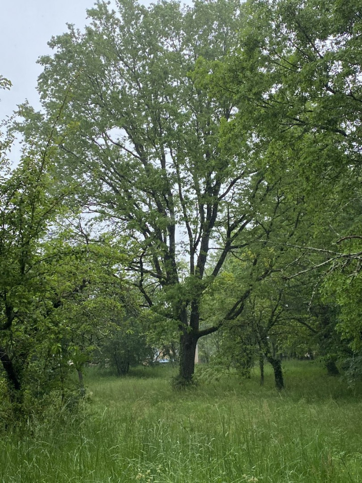 vente Terrain constructible L'isle-jourdain - Photo 2