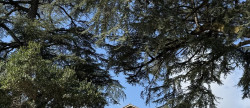 vente Maison bourgeoise Castelnau D'auzan