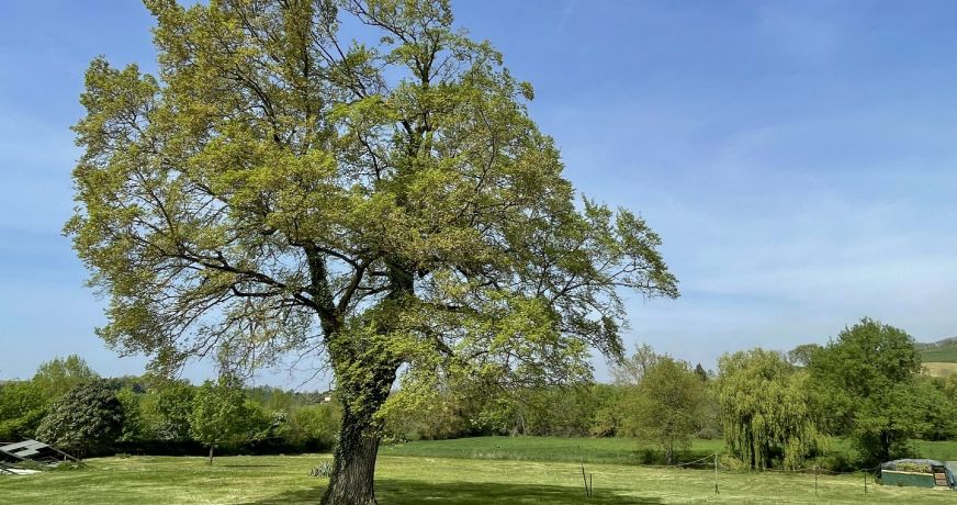 vente Maison Castera Verduzan