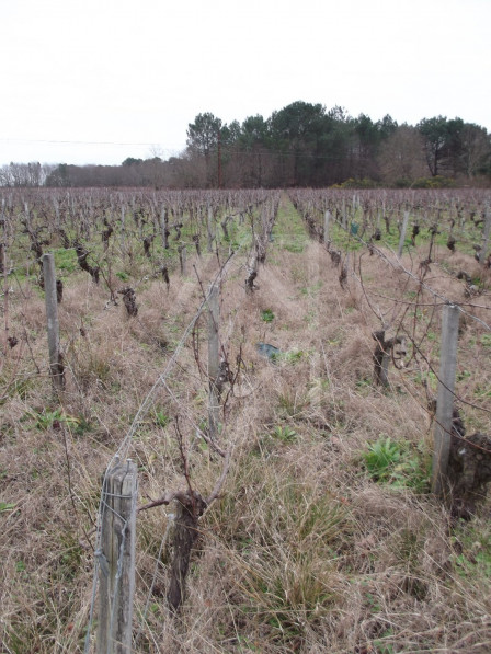 vente Terrain viticole Queyrac