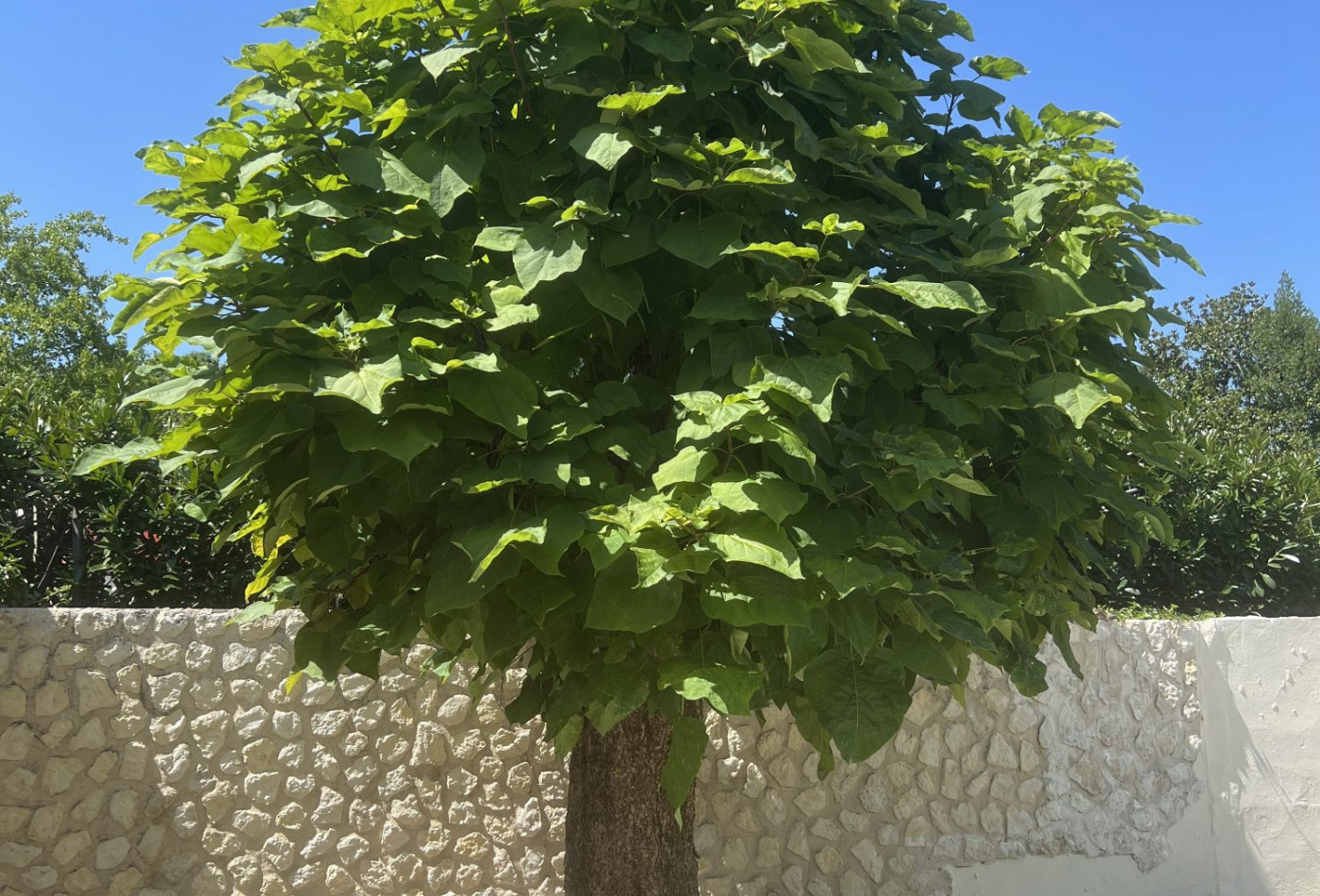 vente Maison Sainte-eulalie - Photo 6