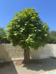 à vendre Maison Sainte-eulalie