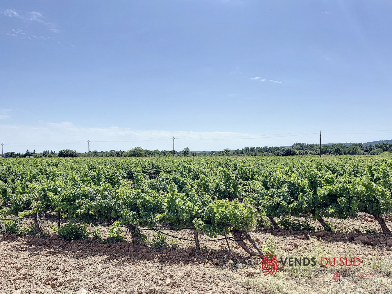 vente Propriété viticole Ceyras - Photo 6