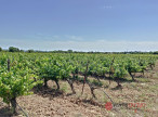 à vendre Propriété viticole Ceyras