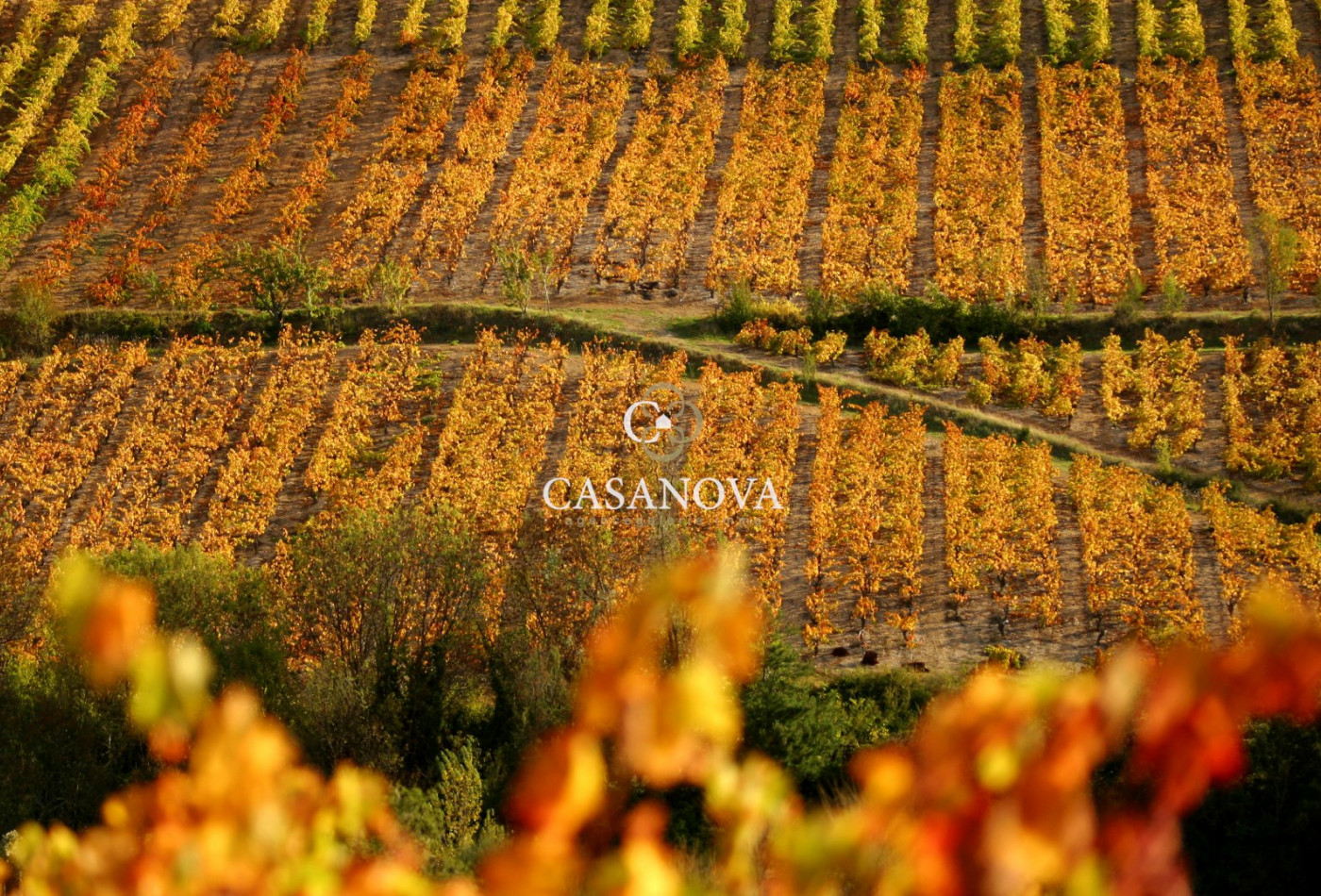 vente Propriété viticole Saint Chinian - Photo 7