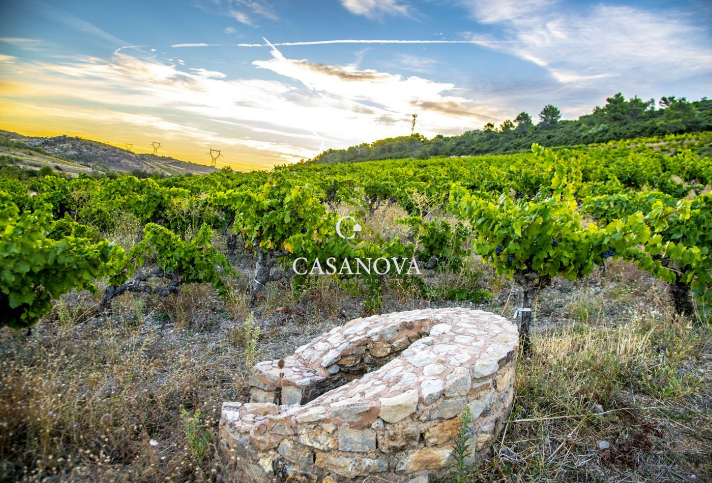 vente Propriété viticole Saint Chinian - Photo 2