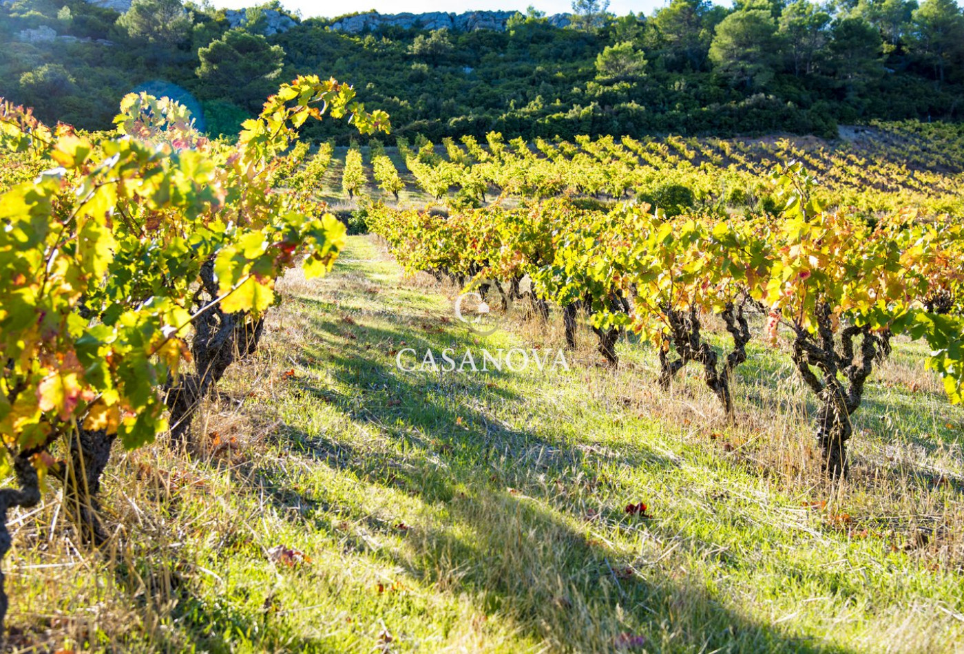 vente Propriété viticole Saint Chinian - Photo 5