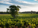 vente Propriété viticole Narbonne