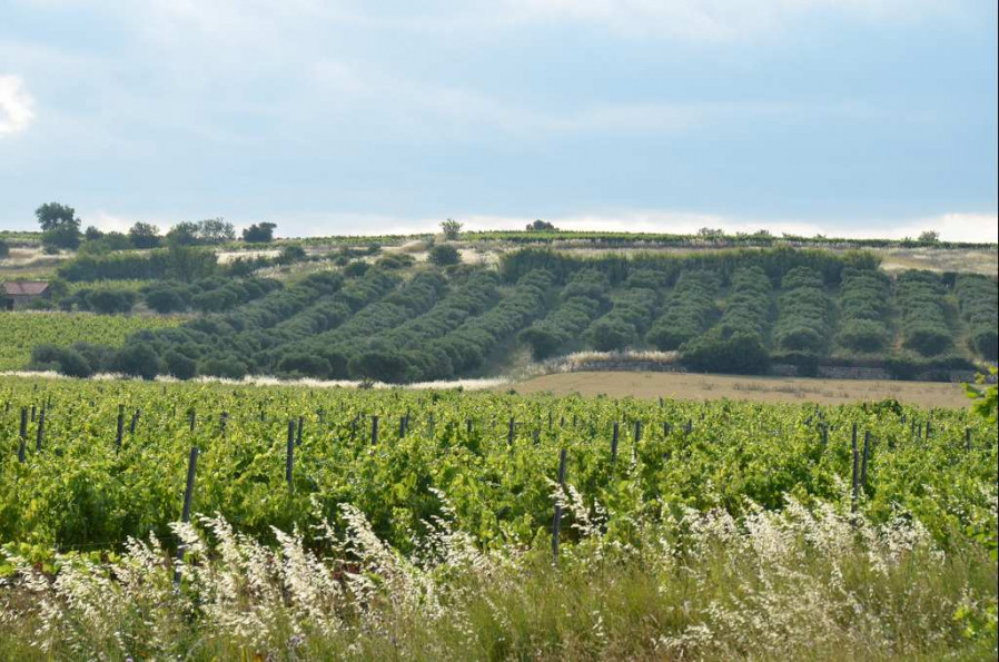 vente Propriété Montpellier - Photo 8