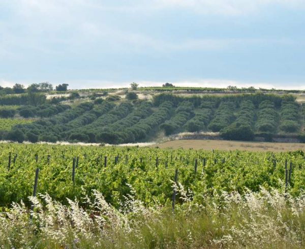vente Pezenas