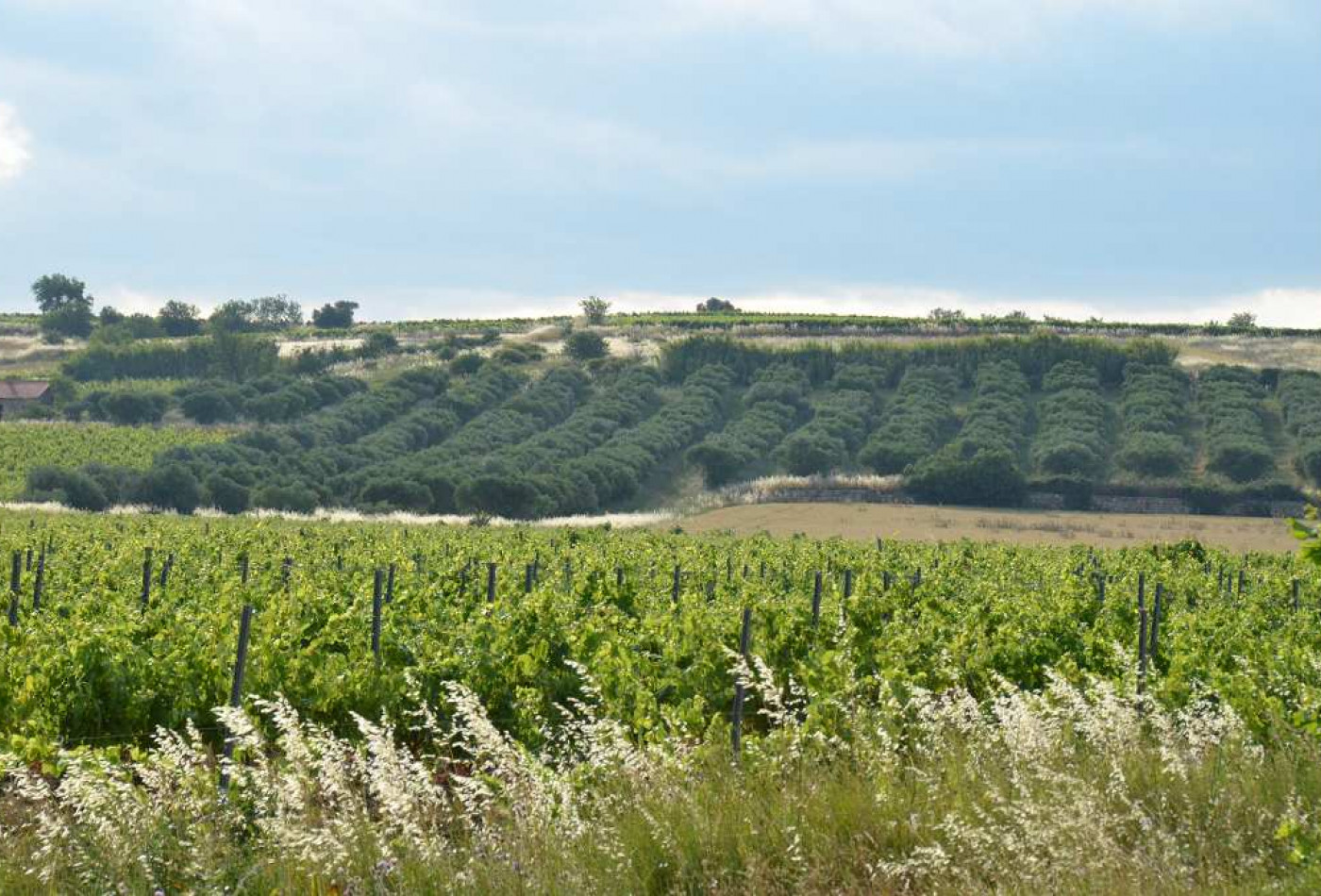 sale Propriété viticole Pezenas - Photo 2