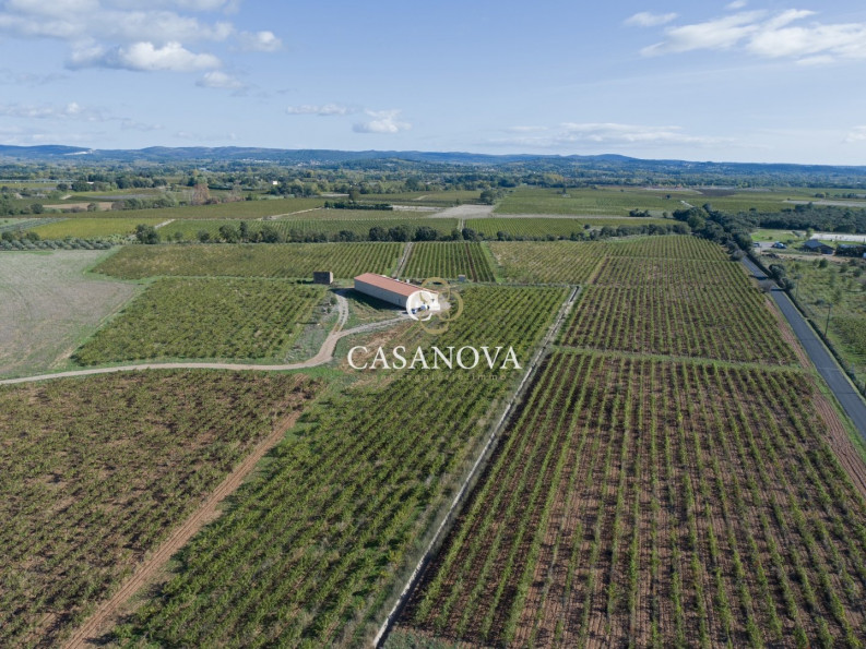 vente Propriété viticole Saint Andre De Sangonis - Photo 2