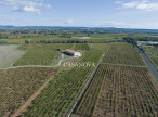 vente Propriété viticole Saint Andre De Sangonis