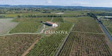 vente Saint Andre De Sangonis