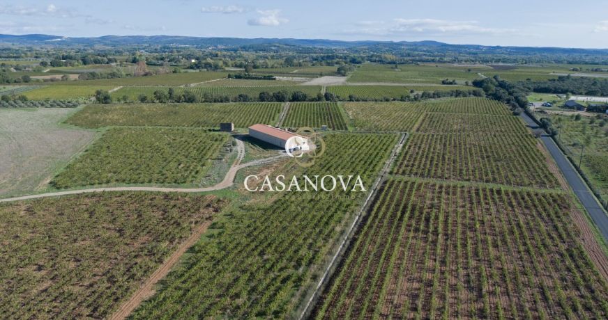 vente Propriété viticole Saint Andre De Sangonis