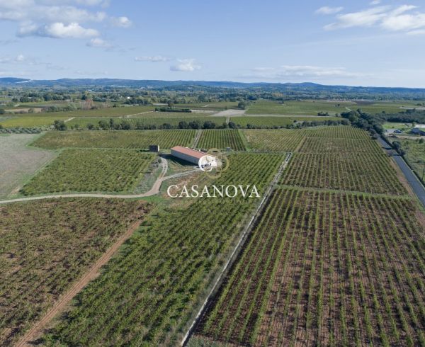 vente Saint Andre De Sangonis