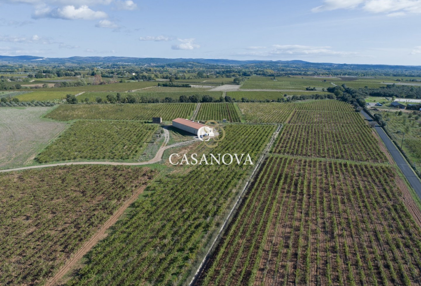 vente Propriété viticole Saint Andre De Sangonis - Photo 2