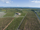 vente Propriété viticole Saint Andre De Sangonis