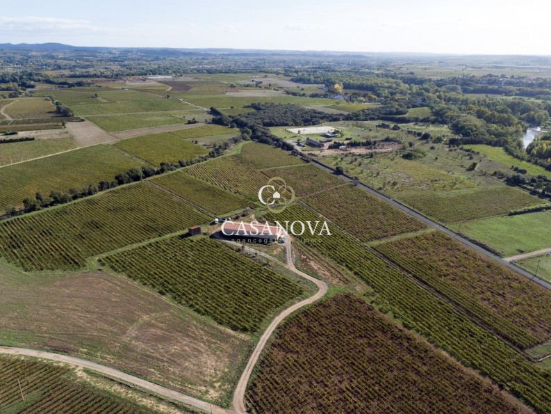 vente Propriété viticole Saint Andre De Sangonis - Photo 1