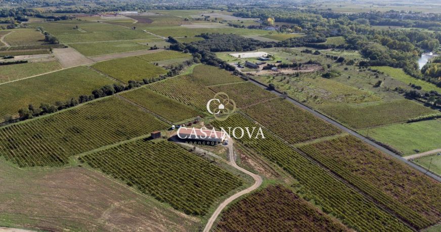 vente Propriété viticole Saint Andre De Sangonis