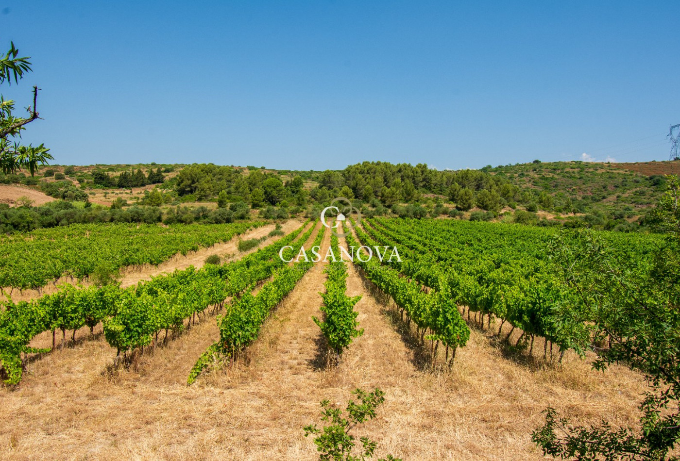 vente Domaine Pezenas - Photo 15