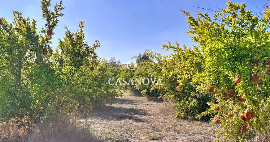 vente Domaine Pezenas