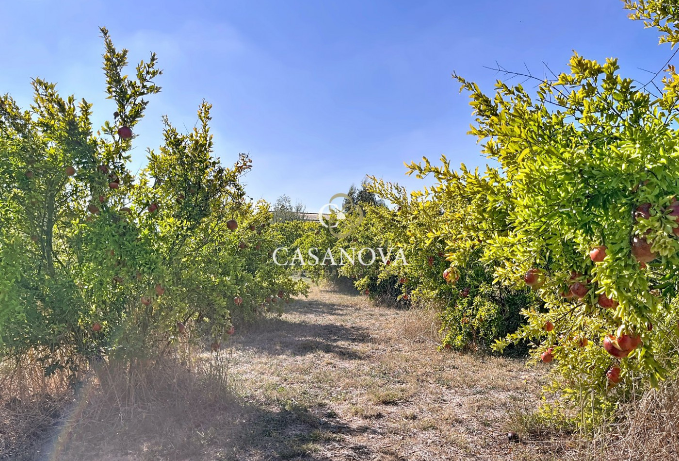 sale Domaine Pezenas - Photo 15