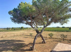 sale Maison et terrain Marseillan
