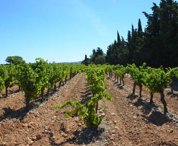 A vendre Lezignan Corbieres 340133833 Agence galerie casanova