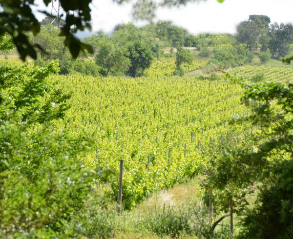 For sale Lezignan Corbieres 340136513 Agence galerie casanova