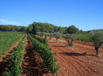 vente Proprit viticole Montpellier