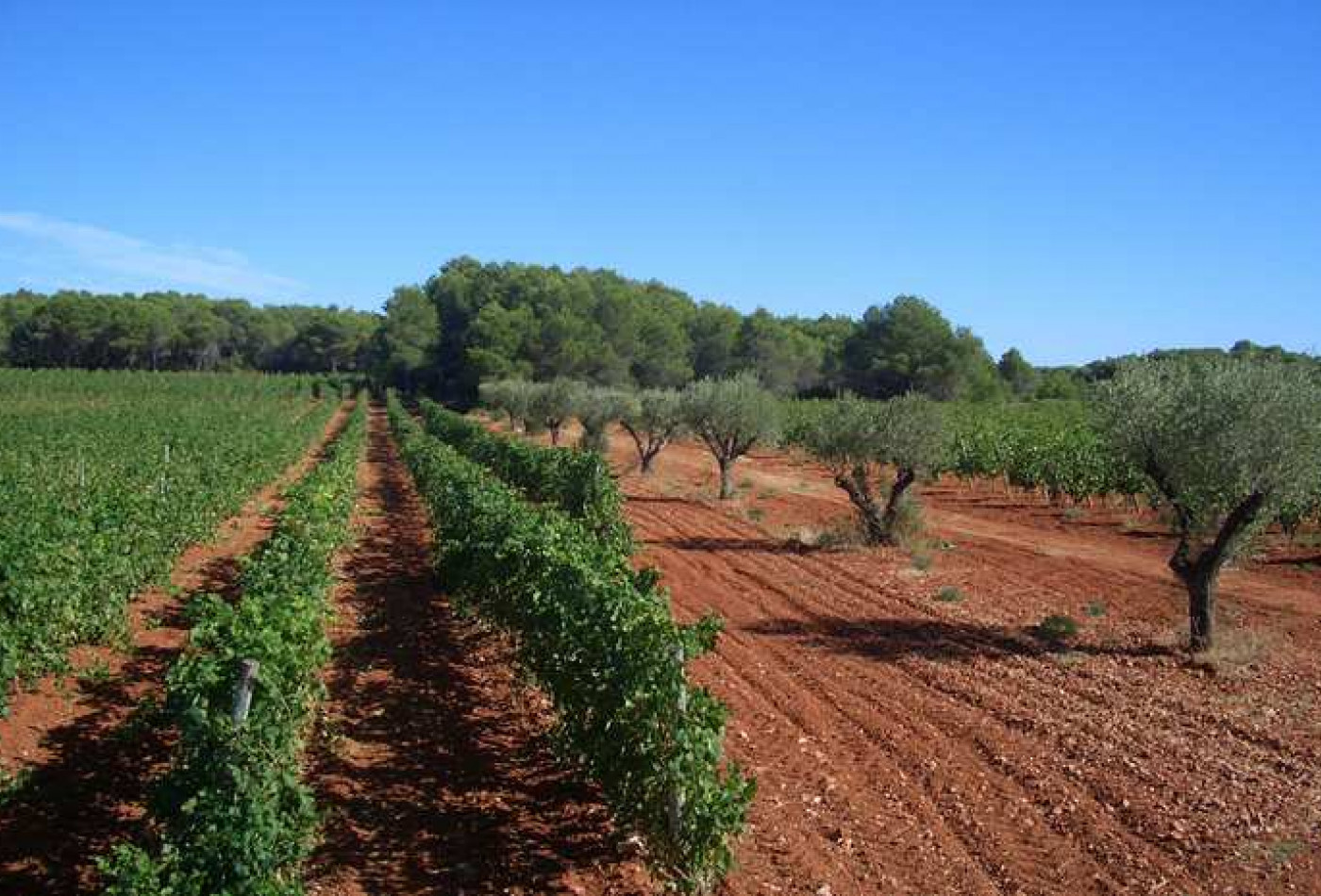 vente Propriété viticole Montpellier - Photo 12