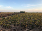 vente Propriété viticole Agde