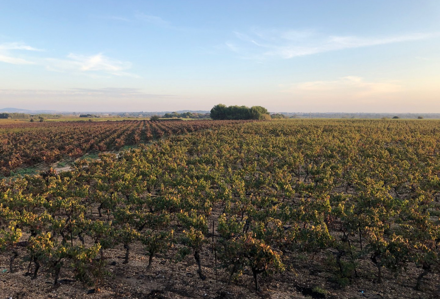 vente Propriété viticole Agde - Photo 6