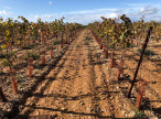 vente Propriété viticole Agde