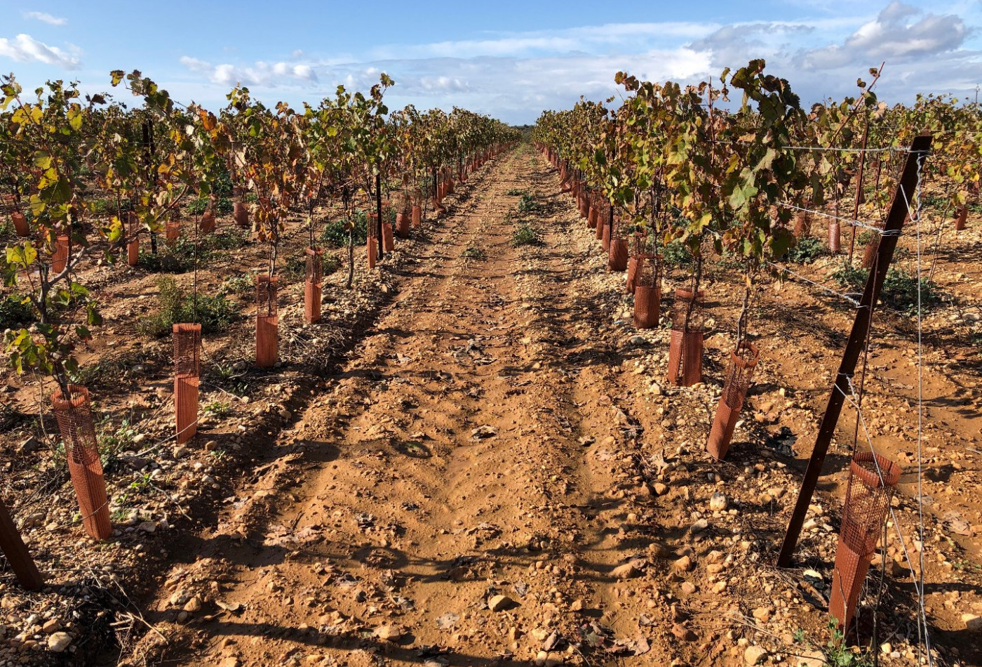 vente Propriété viticole Agde - Photo 11