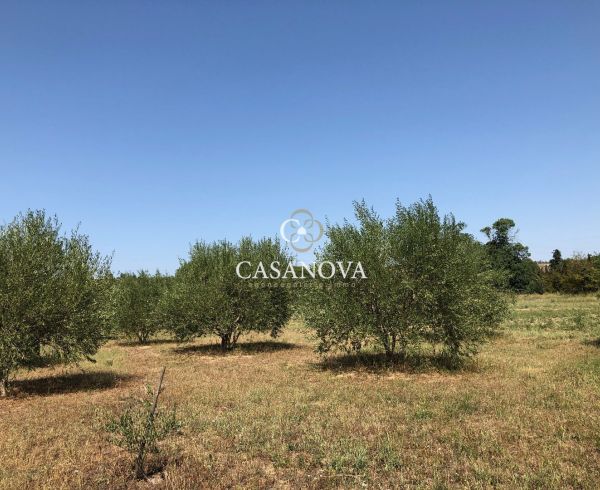 vente Rieux-minervois
