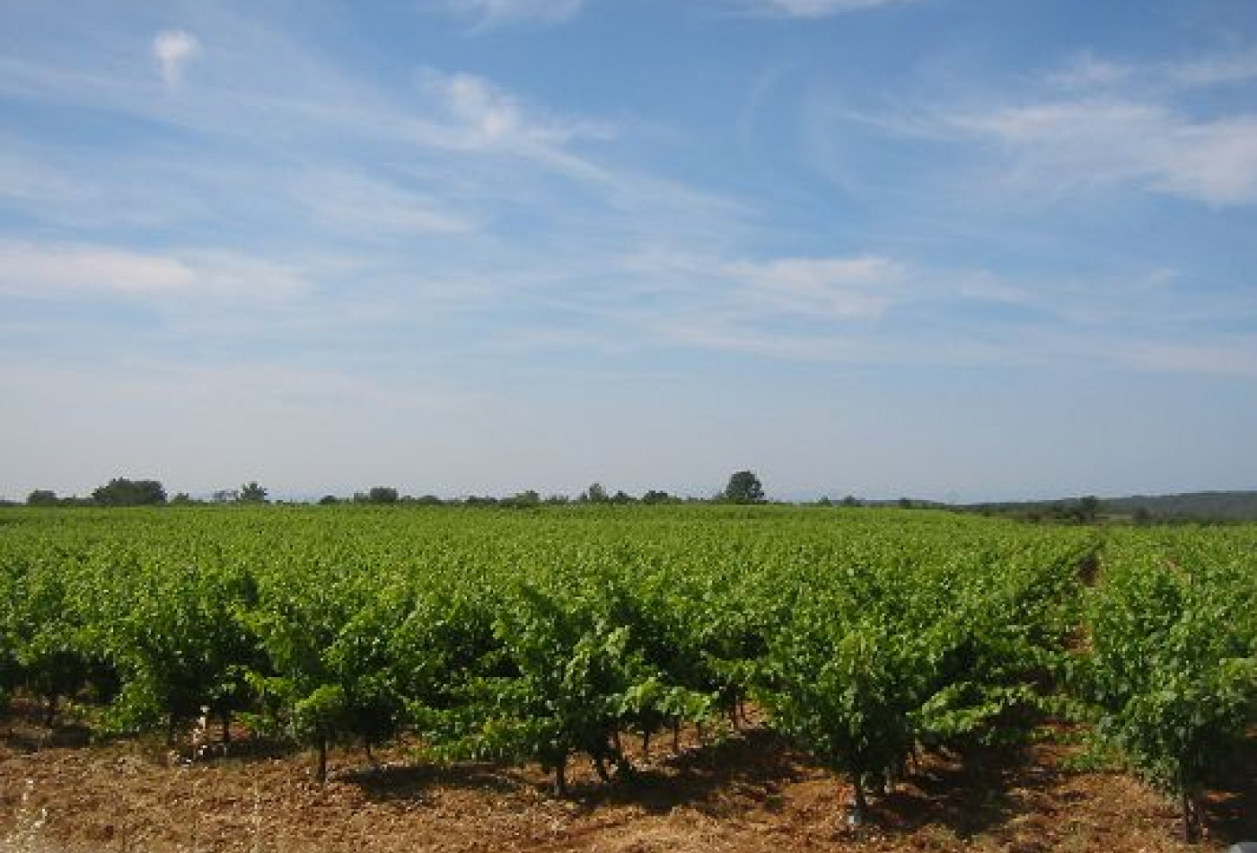 vente Propriété viticole Villespassans - Photo 1