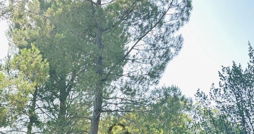 vente Terrain Saint Jean De Vedas