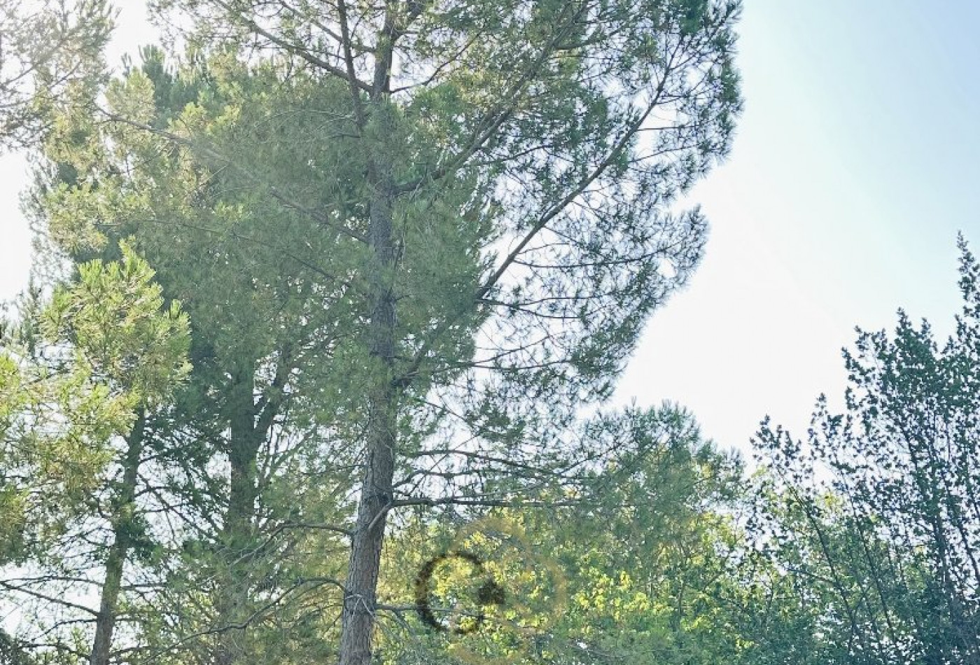 sale Terrain Saint Jean De Vedas - Photo 3