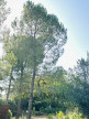 vente Terrain Saint Jean De Vedas