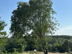 vente Maison Montferrier Sur Lez