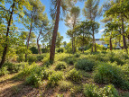vente Terrain constructible Saint Clement De Riviere