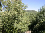 location Maison Lamalou Les Bains