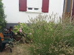 for seasonal lettings Appartement Lamalou Les Bains