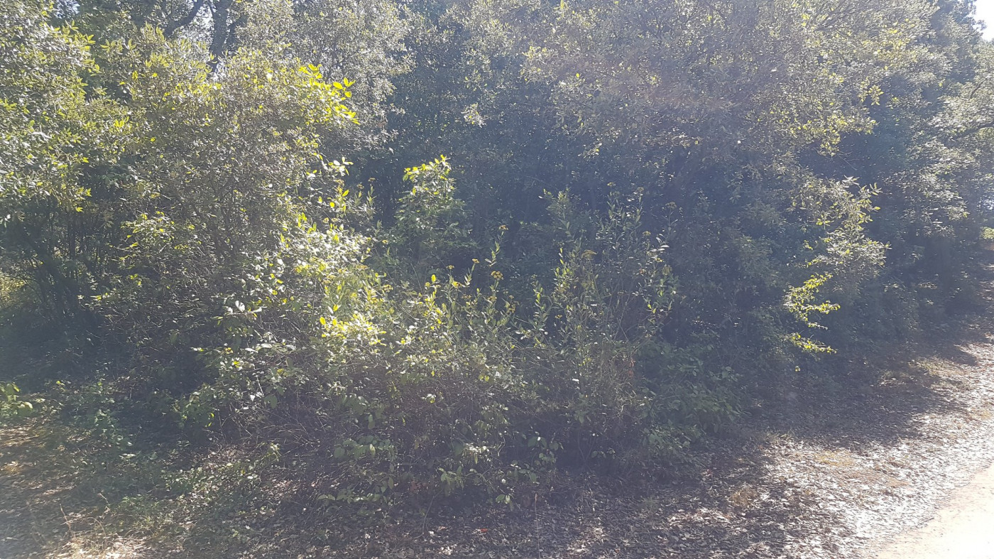 vente Terrain boisé – forêt Bedarieux - Photo 1