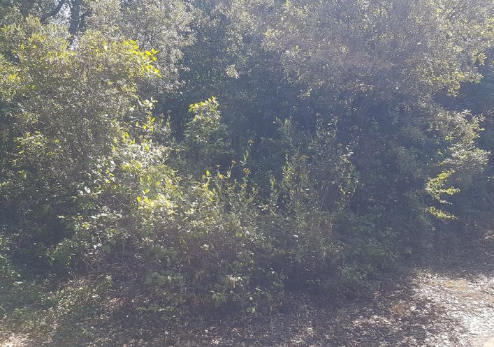 sale Terrain boisé – forêt Bedarieux