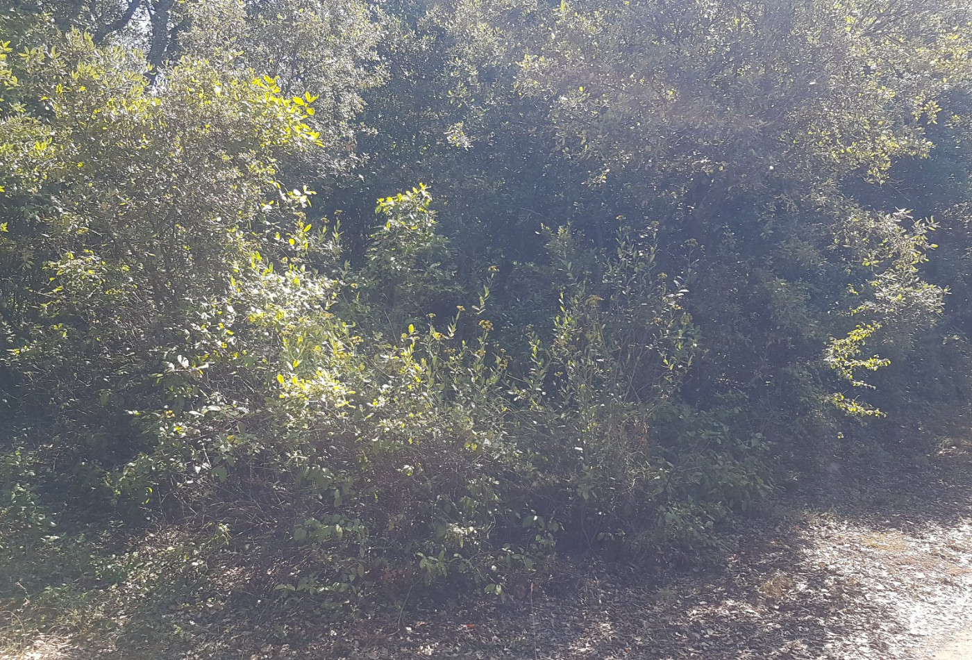 vente Terrain boisé – forêt Bedarieux - Photo 2